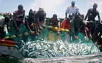 BP, Kosmos Energy, Petrosen et les récifs artificiels : Sénégal Debout dénonce un « scandale », qui bafoue les droits des pêcheurs de Saint-Louis