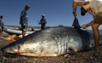 Grâce à une invention géniale, cette entreprise a trouvé le moyen de sauver plus 70 millions de requins chaque année !