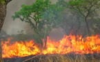 Ranch de Dolly: 362 ha de tapis herbacé ravagés par un feu de brousse