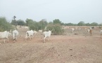 Vol de bétail : La Fao et le Sénégal mutualisent leurs efforts pour des réponses adéquates