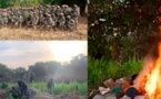 Kolda : Des champs de chanvre indien rasés par l’armée