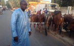 Aziz Ndiaye frappe fort : Il convoie 200 bœufs à Tivaouane et se voit attribuer le titre de "meilleur turëndo"