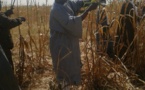 Le travail remarquable de Samuel Sarr dans les champs de Serigne Saliou à Lagane