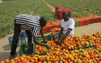 Horticulture au Sénégal : Un levier stratégique pour la souveraineté alimentaire, selon le ministre de l’agriculture