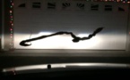 Ce serpent a gelé sur un pare-brise tellement il faisait froid