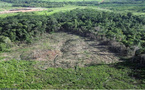 Carbone : Baisse de près de 46% du potentiel d’absorption des forêts sénégalaises, en dix-huit ans (Etude)