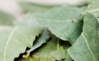 Les feuilles de lauriers pour récupérer un vêtement qui déteint