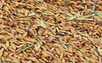 Vallée du fleuve Sénéga / La longue marche du paddy vers l’autosuffisance : Quand se pose l’éternel défi de la productivité agricole