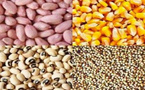 Diourbel-campagne agricole : l’hivernage s’installe, mais les semences se font attendre