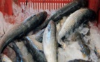 Le Prophète Mohamed (PSL) et des signes coraniques découverts sur un poisson
