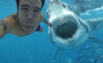 Les requins assassins, inconnus et rares