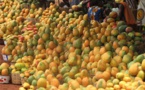 Lutte et contrôle des mouches des fruits en Afrique de l'Ouest : L'Afd et la Cedeao injectent plus de 15 milliards pour éradiquer le fléau