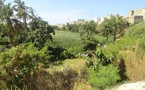 Espaces verts urbains : 4 000 arbres plantés dans le cadre du programme Naatal