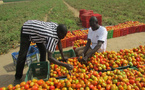 Horticulture et croissance : Un forum national annoncé pour structurer un levier stratégique
