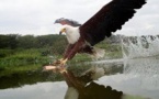 Documentaire animalier - Afrique sauvage 
