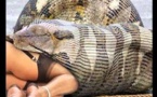 Anaconda, Le Serpent Géant