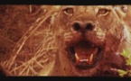 La puissance et l'intelligence du roi de la savane : Le Lion 