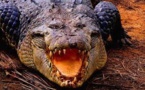Crocodile vs serpent géant  -  Documentaire animalier