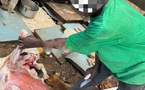 Diamaguène Sicap Mbao : un homme arrêté pour maltraitance animale et vente de viande avariée