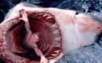 Les animaux de la mer en danger - Documentaire 