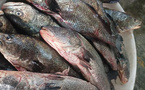 Mercure dans les poissons : Le Ministère des Pêches rassure et confirme la salubrité du Brown Croaker