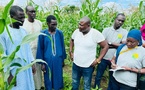 Autosuffisance en maïs : Le Sénégal peut produire tout son maïs en 5 ans, selon Mouhammado Tidiane Diallo