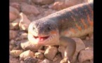 Les petites créatures du désert - Documentaire animalier