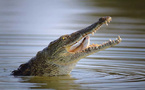 Panique à Médina Cily : Quand un crocodile terrorise des habitants de Kolda...