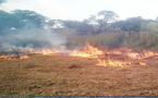 Plusieurs villages des communes de Ndiayène Pendao et Gamadji Saaré, touchés par un feu de brousse (sous-préfet)