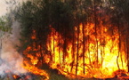 Podor : Un feu de brousse ravage plusieurs hectares de végétation, entre Ouro Aly et Togan