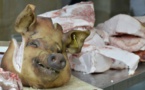 France : deux têtes de porc découvertes sur les grilles de la résidence de l’ambassadeur du Maroc
