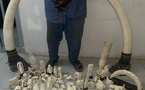 Criminalité faunique : 50 kilos d’ivoire d’éléphant saisis à Dakar