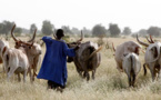 Linguère : Un jeune berger battu à mort par son cousin