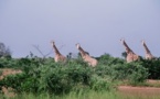 La Girafe : l'histoire de la dernière Girafe 