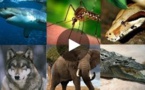 Les créatures et animaux les plus dangereux du monde - Spécial investigation 2016