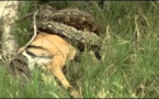 L'île aux léopards - Documentaire animalier 2016 