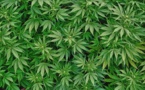 Trafic de cannabis : Un sexagénaire arrêté, deux armes à feu saisies à son domicile