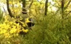 Chasse au sanglier en France