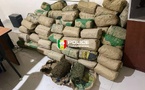 Lutte contre le trafic de stupéfiants : Saisie record de 120 kg de chanvre indien à Mbour