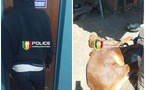 Grand-Yoff : Un individu interpellé pour abattage clandestin et vente de viande impropre à la consommation