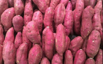 Baisse de production de la patate : Le sel grignote les terres du lac de Guiers