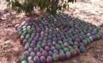 Améliorer la compétitivité de la mangue : Un pari pour le Sénégal