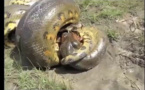 Anaconda vs Crocodile 