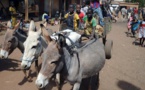 Mali: trafic illégal de viande d’âne en hausse dans le pays