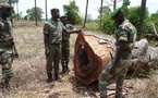 Protection des forêts au Sénégal : Nouvelles mesures contre le trafic de bois et relance du reboisement