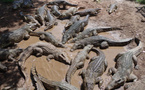Inde : des serpents et crocodiles envisagés pour freiner l’immigration clandestine