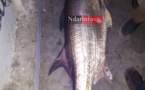 Saint-Louis : Un étrange poisson de 50 kg pêché au niveau du pont Faidherbe. Regardez
