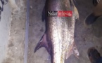Saint-Louis: Un étrange poisson de 50kg à Faidherbe