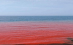 Algérie : mystère autour d’une plage dont les eaux ont viré au rouge à Ain Benian