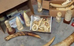 Criminalité faunique à Ziguinchor : Saisie de 1081 pièces d’ivoire, poils d’éléphants, trophées de lion et 16 carapaces de tortues vertes
